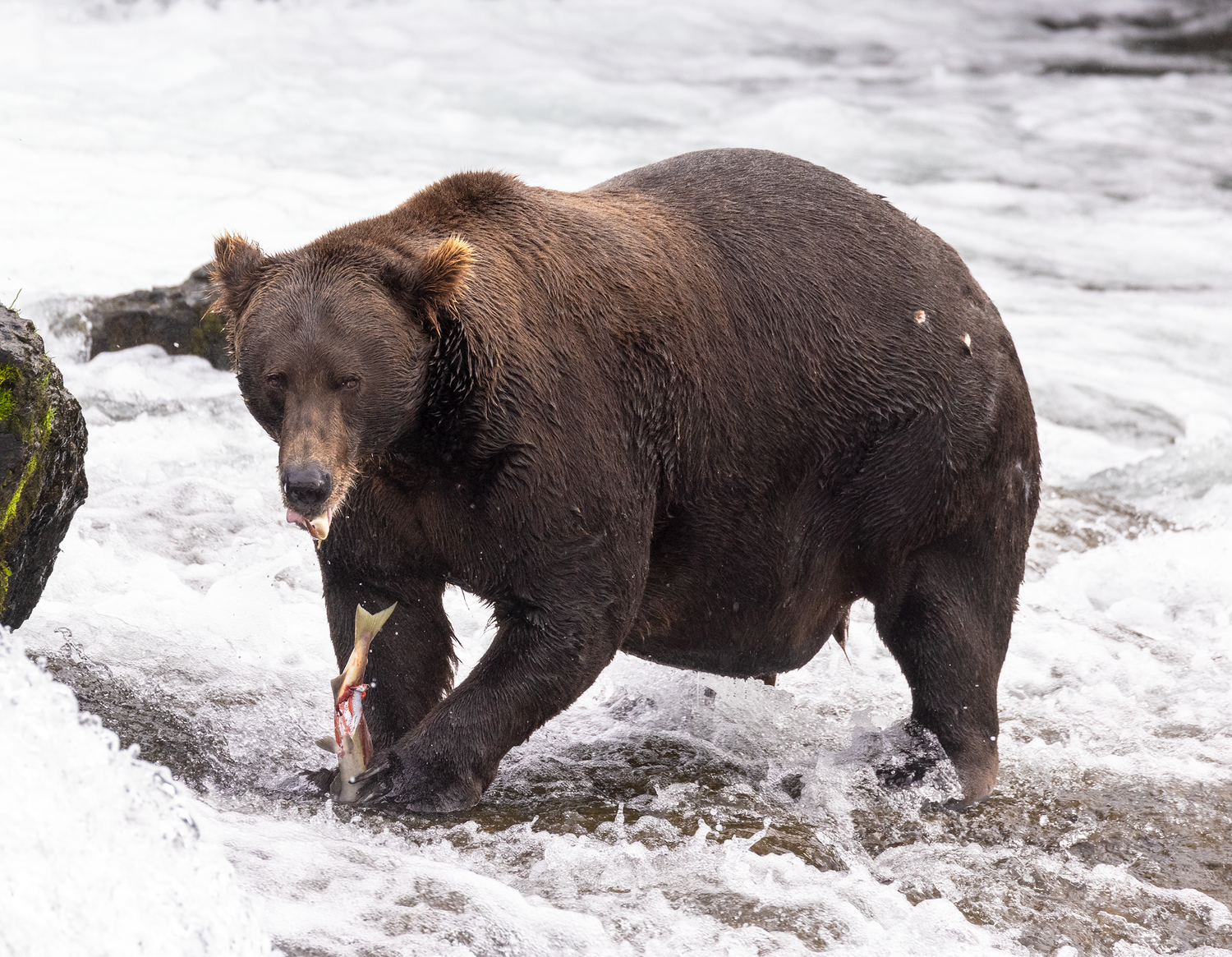 A chubby dark brown bear looking kind of awkward with airplane ears as he eats a fish while standing in the water.