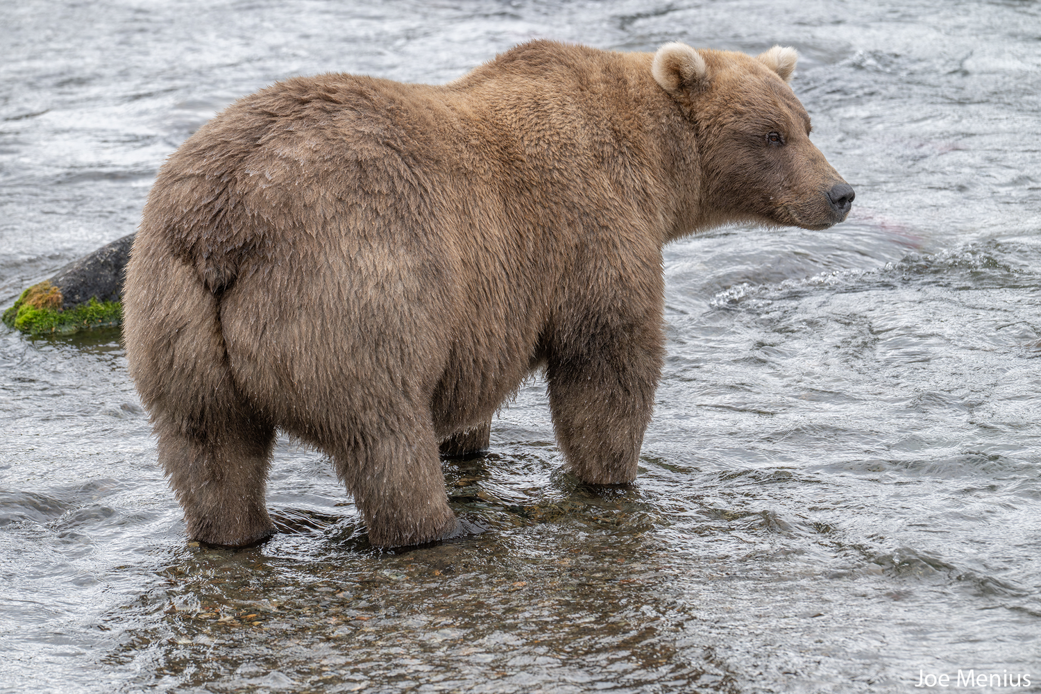 A chunky blond Alaska Brown Bear standing in the river looking over her shoulder.
