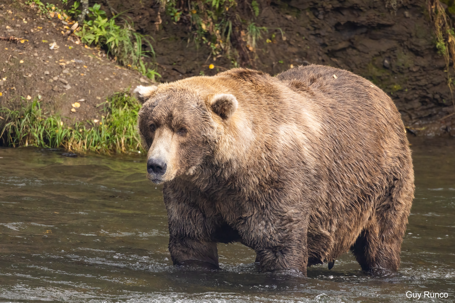 A massive brown bear wth a sweet face and floppy ears standing in the water.