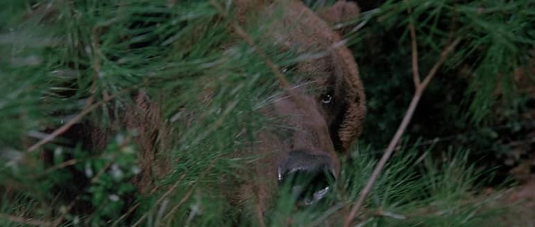 A bear head peeking out from behind pine needles.