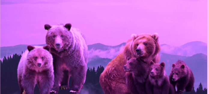 fat bear week gay bears