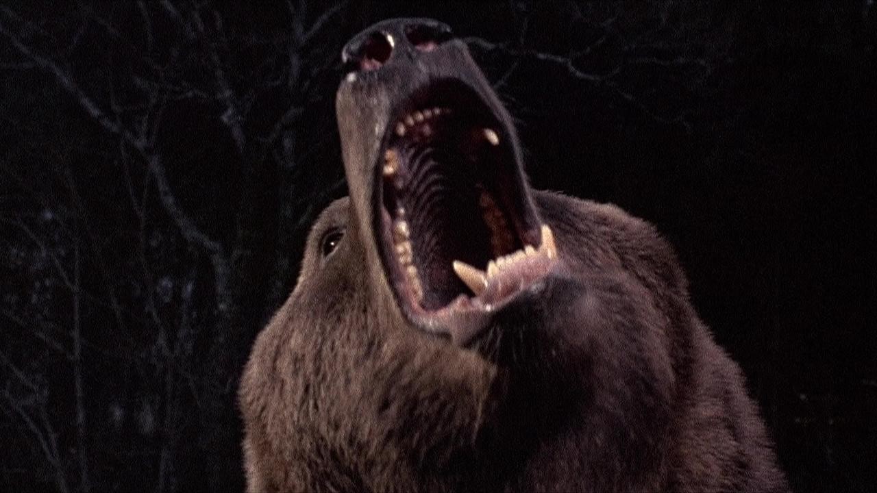 Close up of a bear roaring.